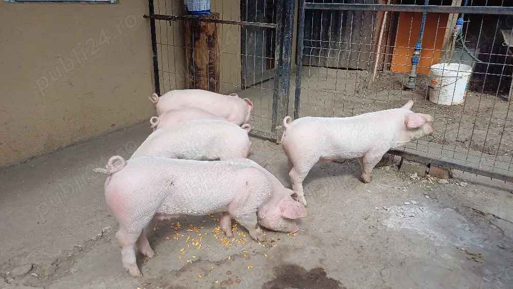 purcei landras landrace 