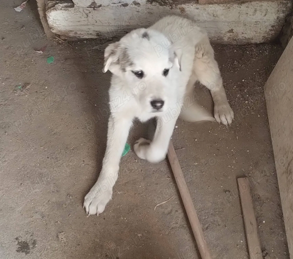 Vand cațele ciobanesc de asia centrala