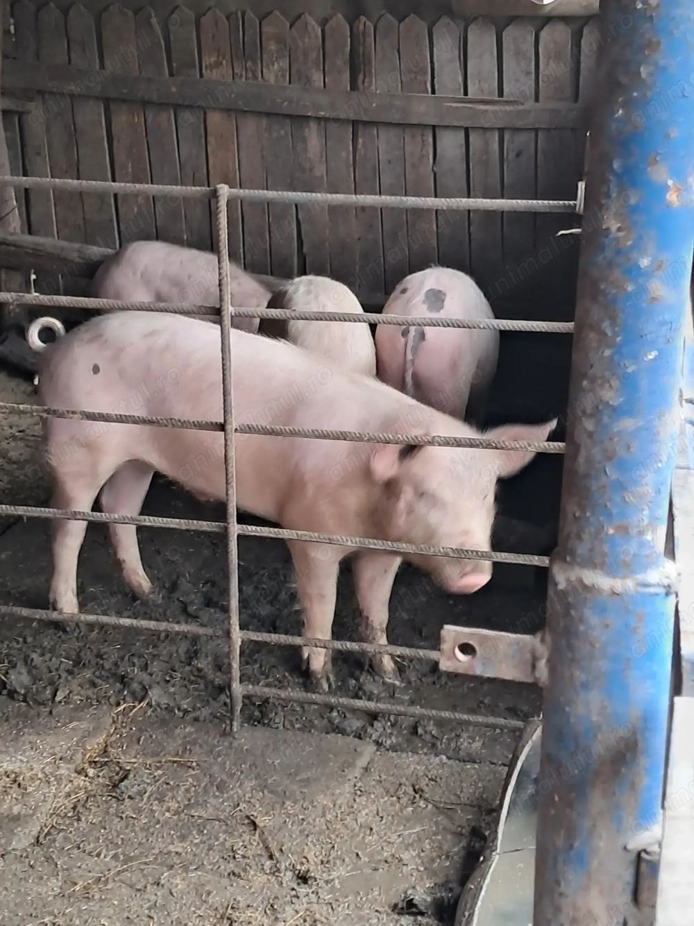 Vând grăsuni ( 2 masculi castrați și 2 femele)