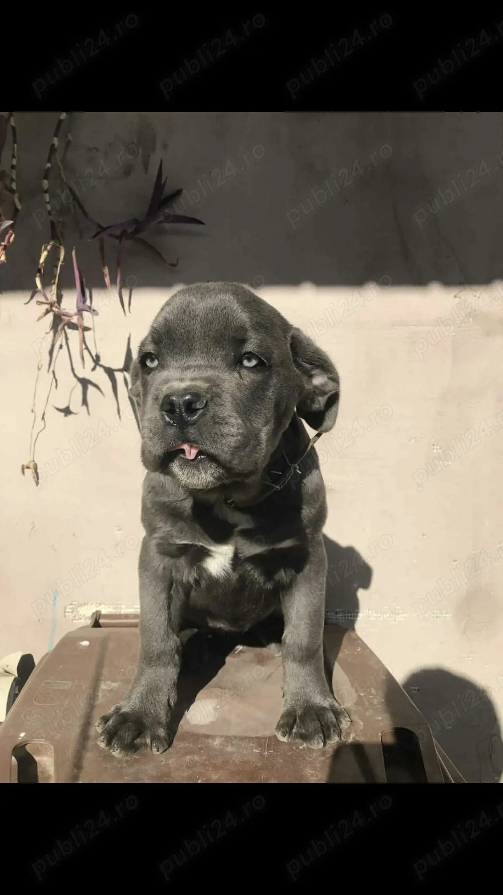 mascul cane corso pui 