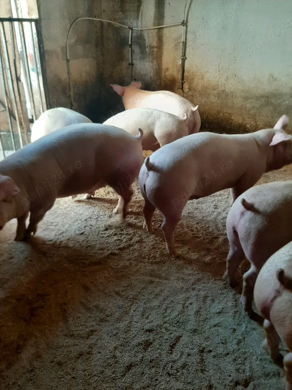 vând soldani de carne diferite mărimi 