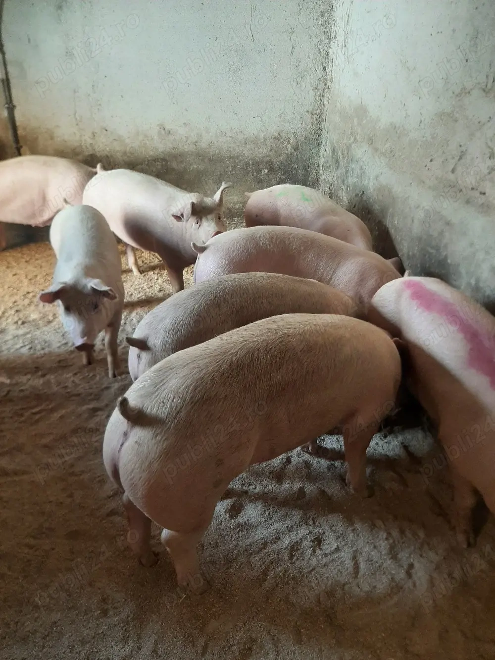 vând porci de carne 80..130 kg