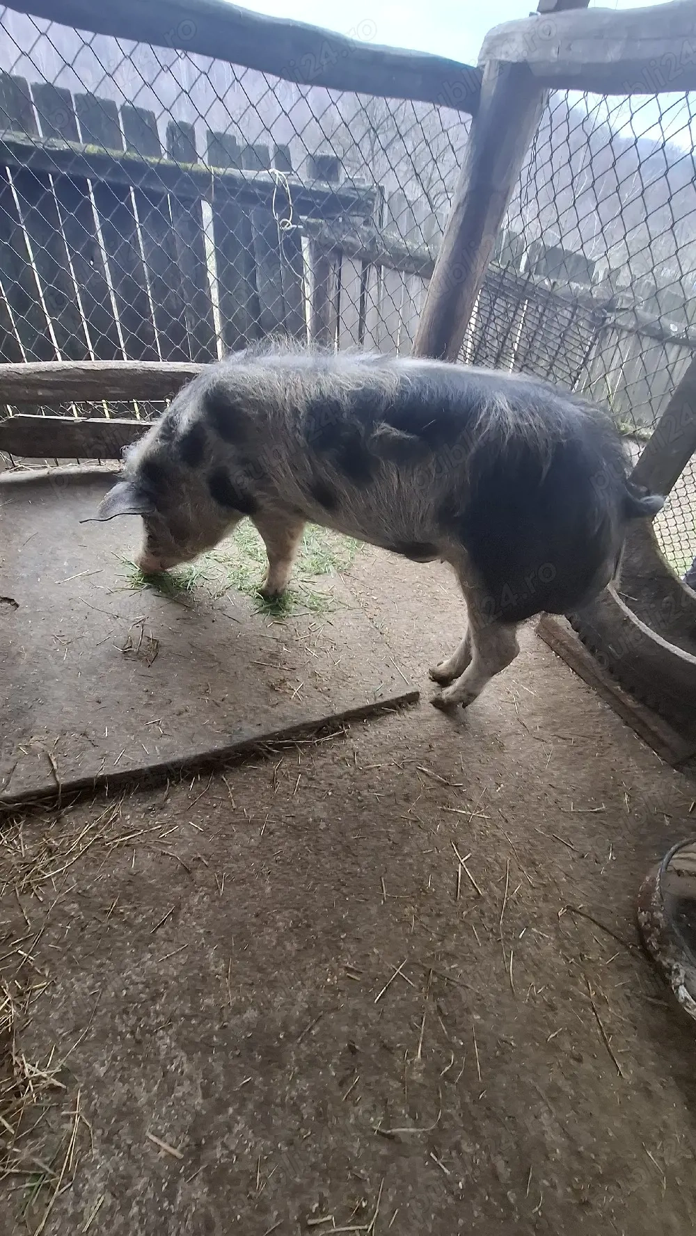 Porc de Vanzare 