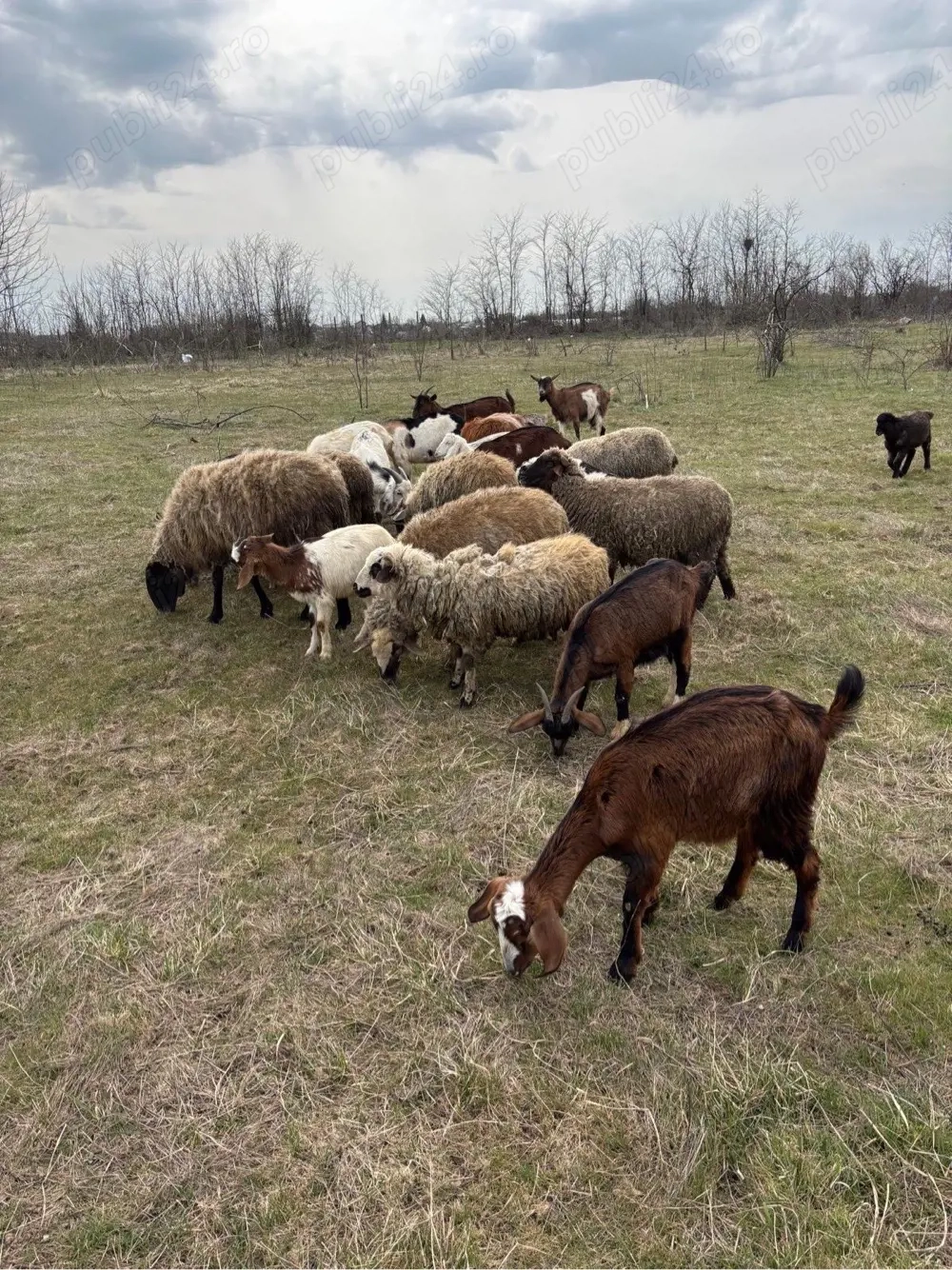 miei, oi si iezi de vanzare 