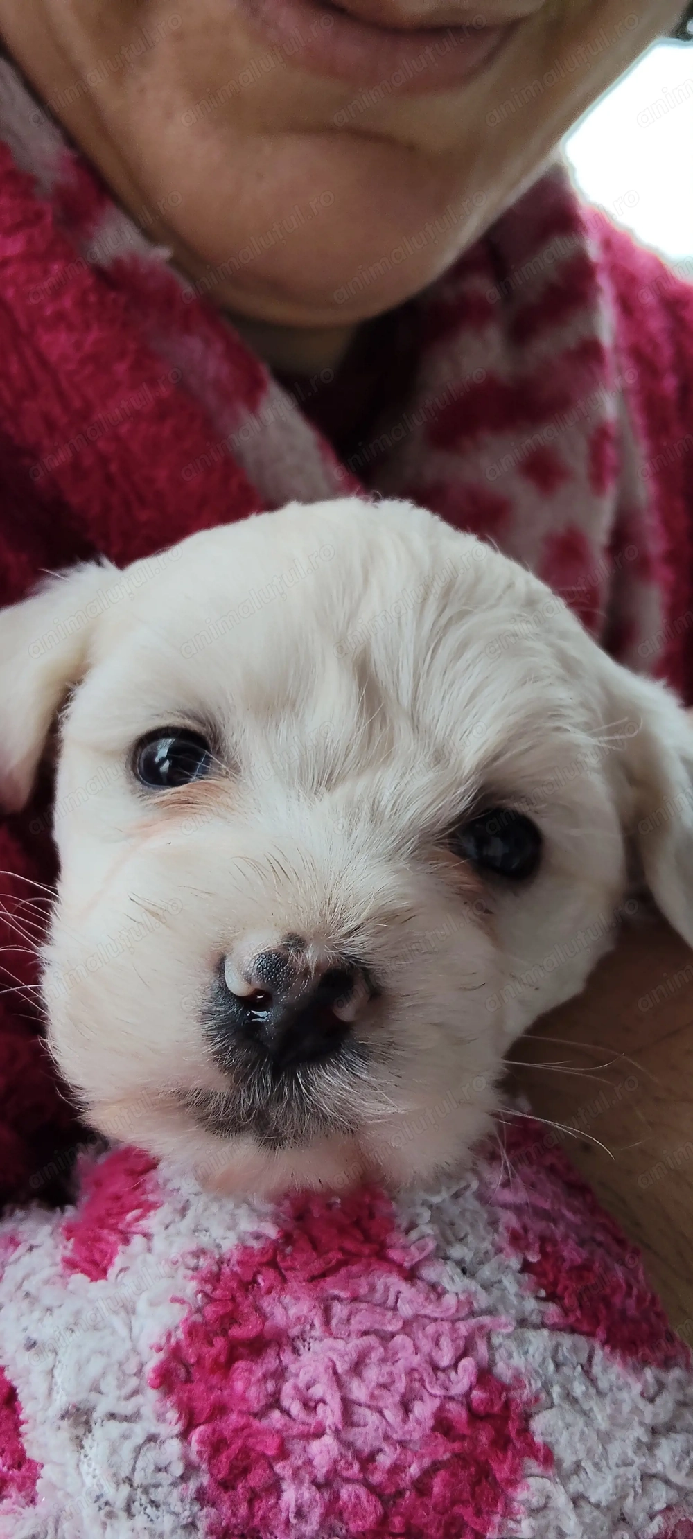 Bichoni Havanezi drăgălași 