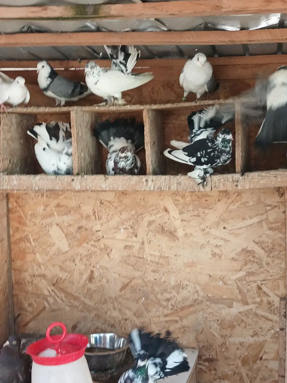 Voiajori,galateni  si roleri 