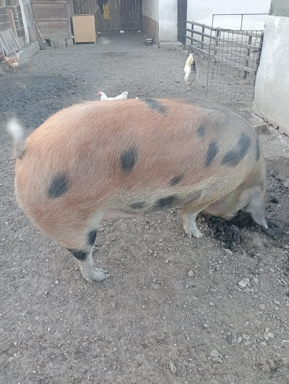 Porc de vanzare