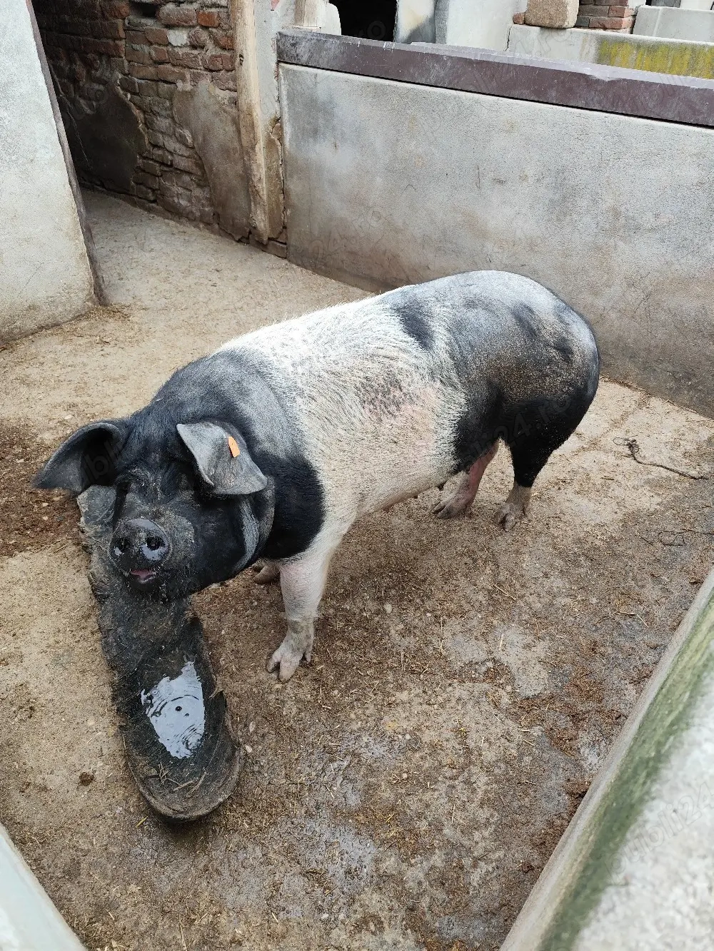 Porc pentru sacrificare 