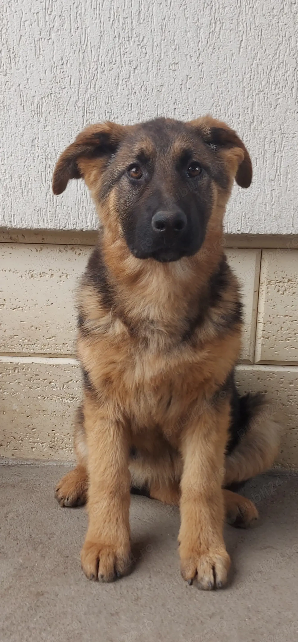 Pui Ciobănesc German cu pedigree