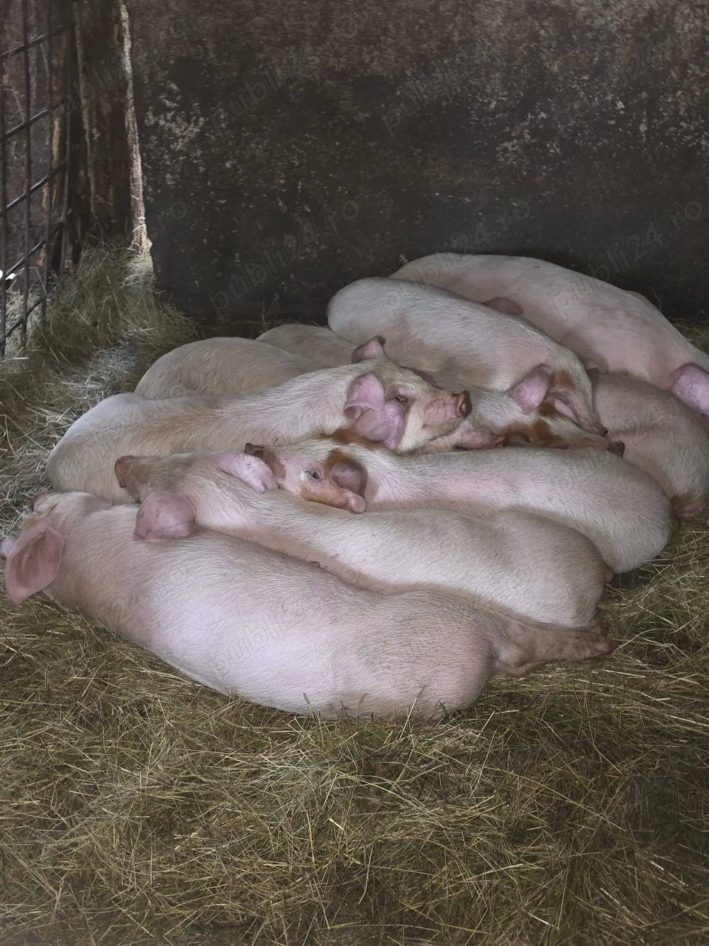 Purcei de 8 saptamani