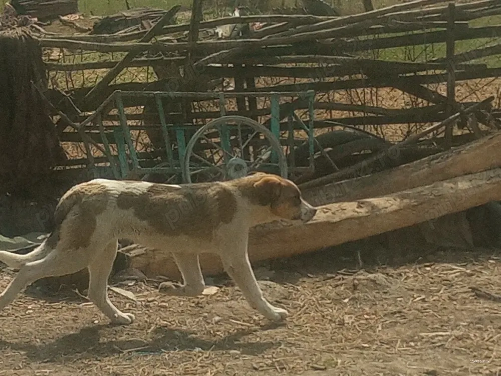 cățeluși de vânzare 