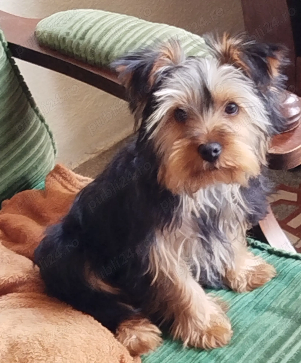 Cățel Yoshire terier 