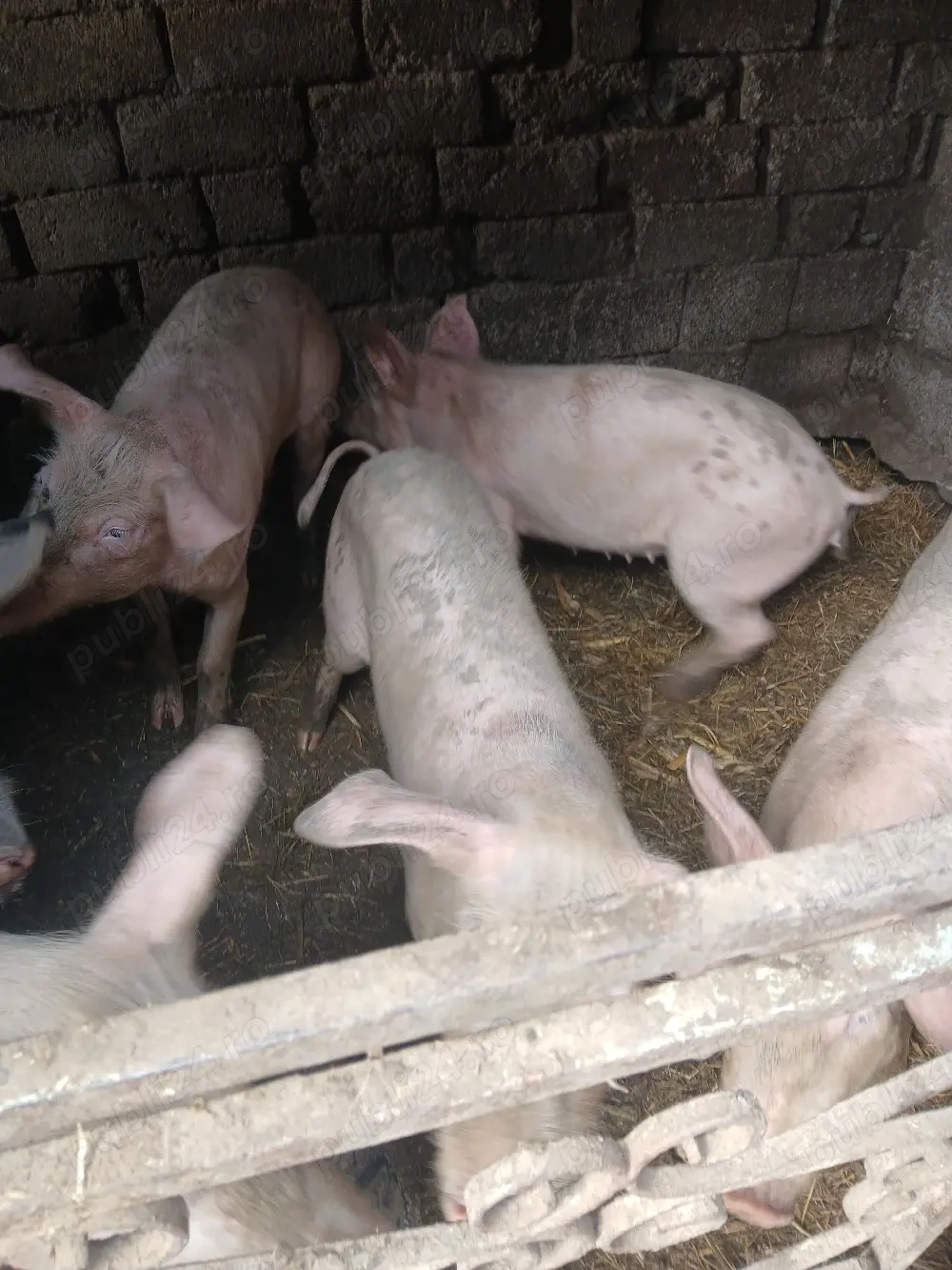 vand purcei de crescut