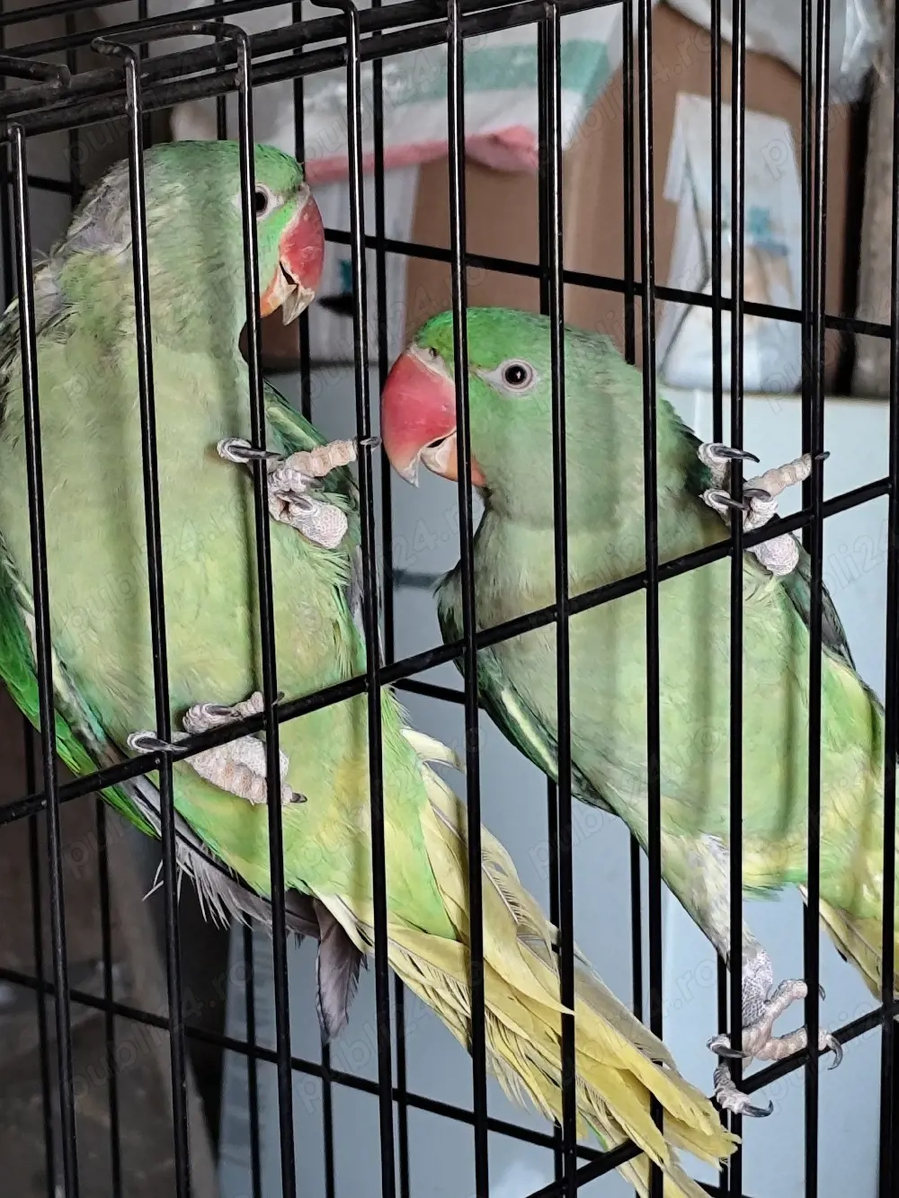 Papagali Marele Alexander 