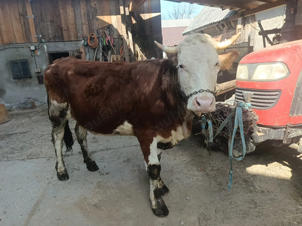 Vând Juninca bălțată 