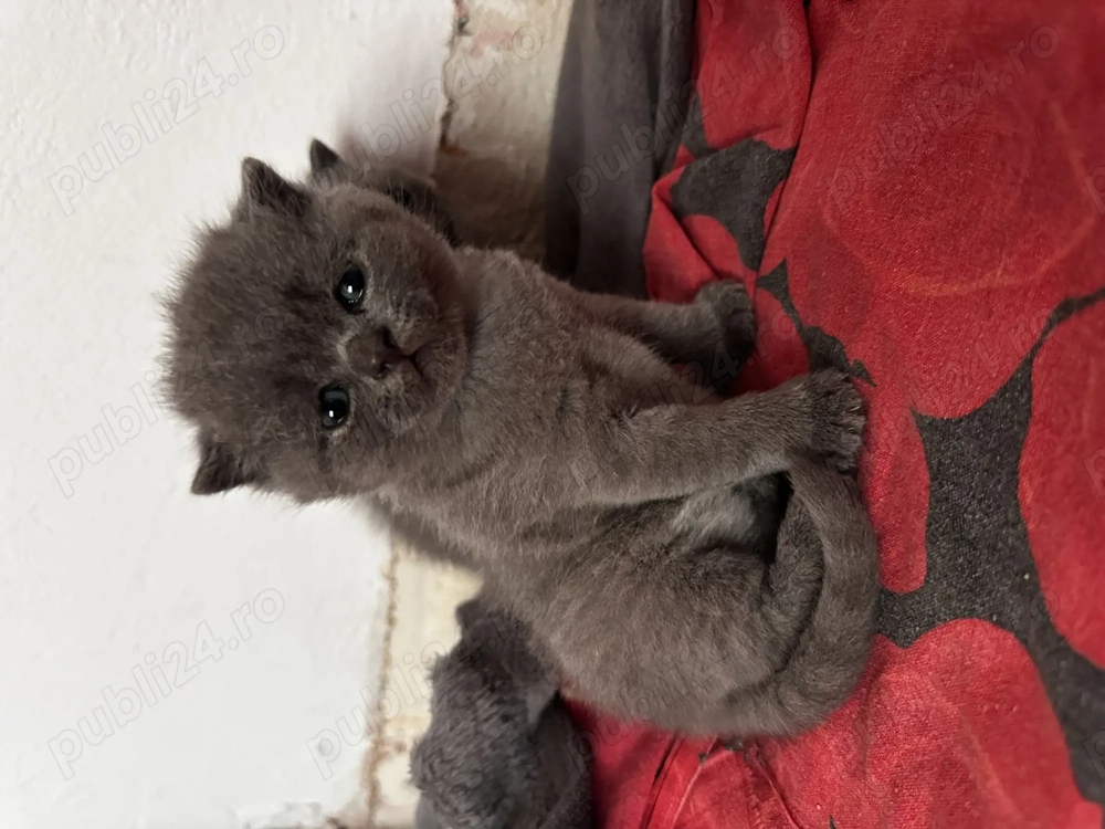 Pisicuțe British Scottish