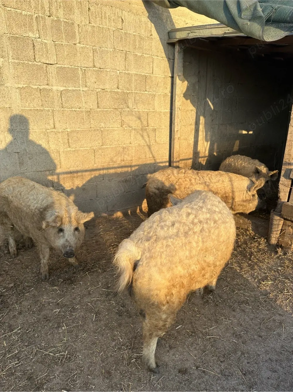 vand porci mangalita 