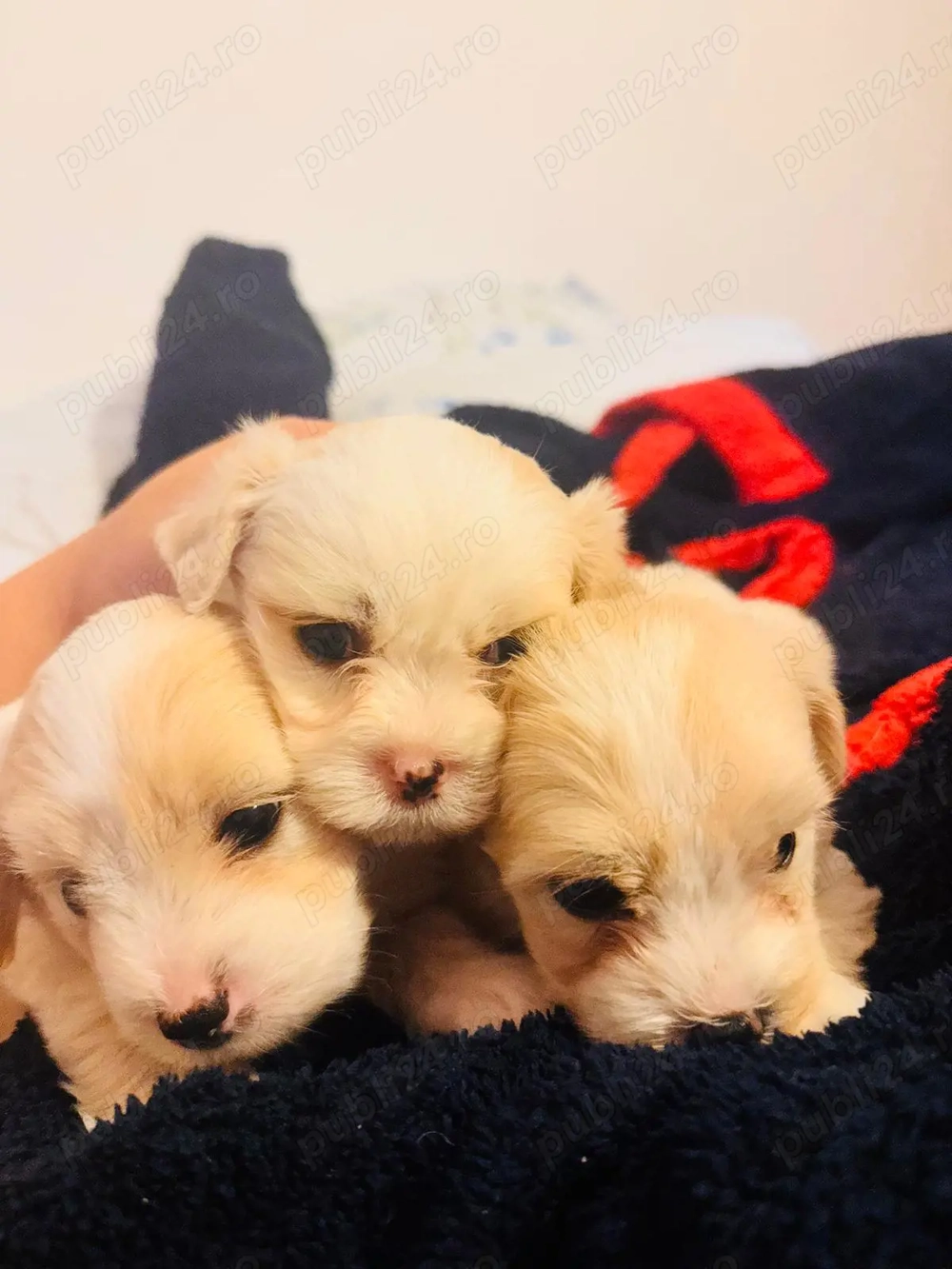 Pui de Bichon Maltez