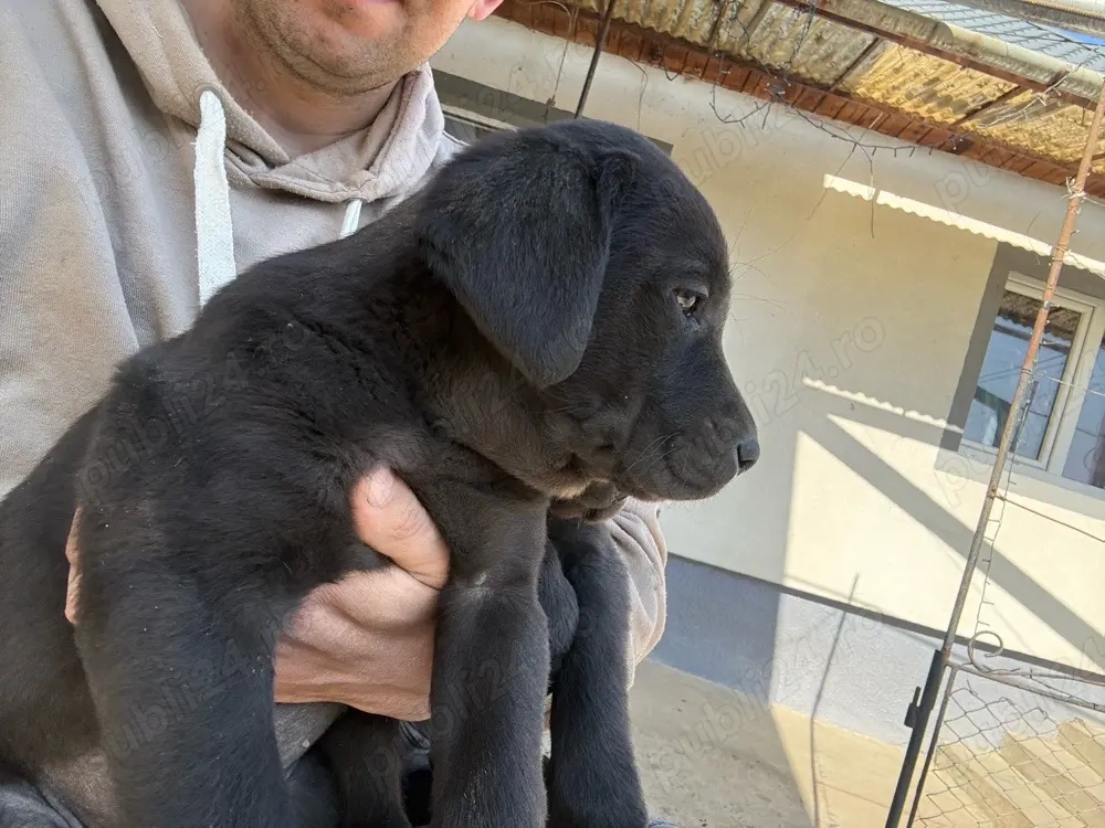 Puiuti de labrador retriever