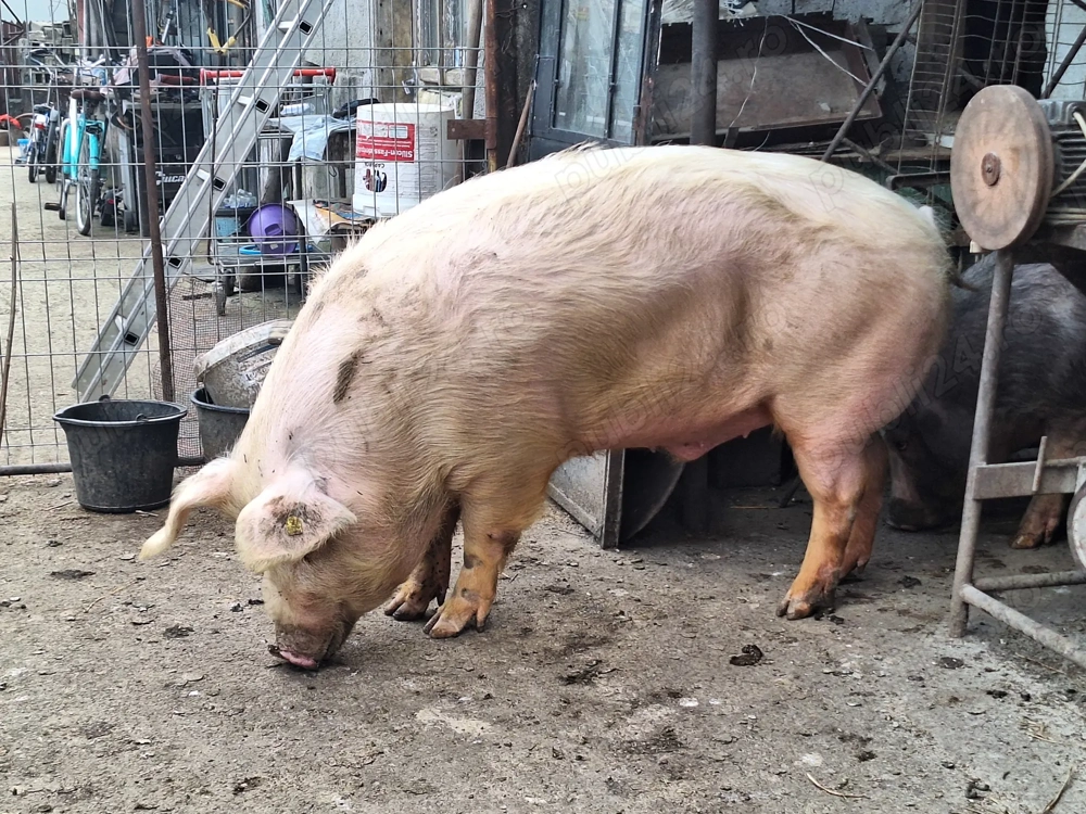 Porc de vanzare