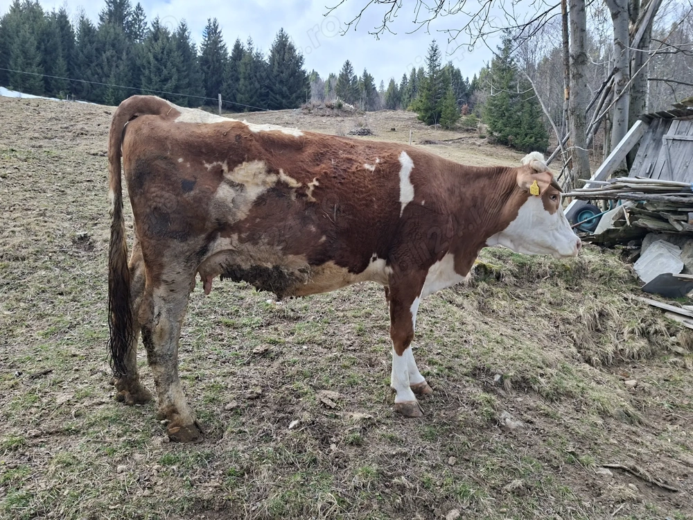 Vaci de vanzare baltata romaneasca 