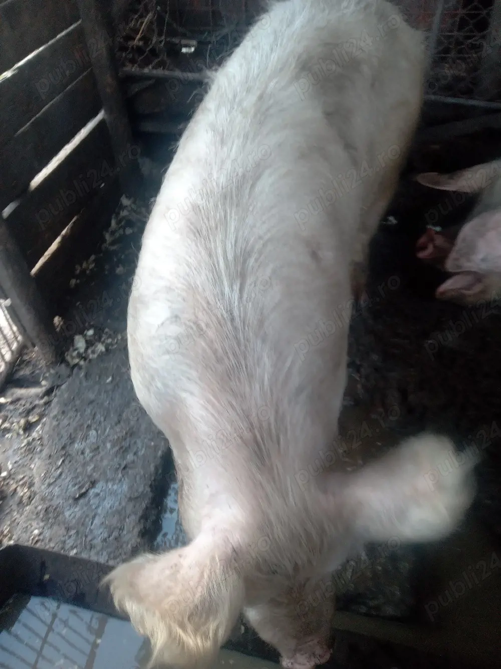 porci de vanzare