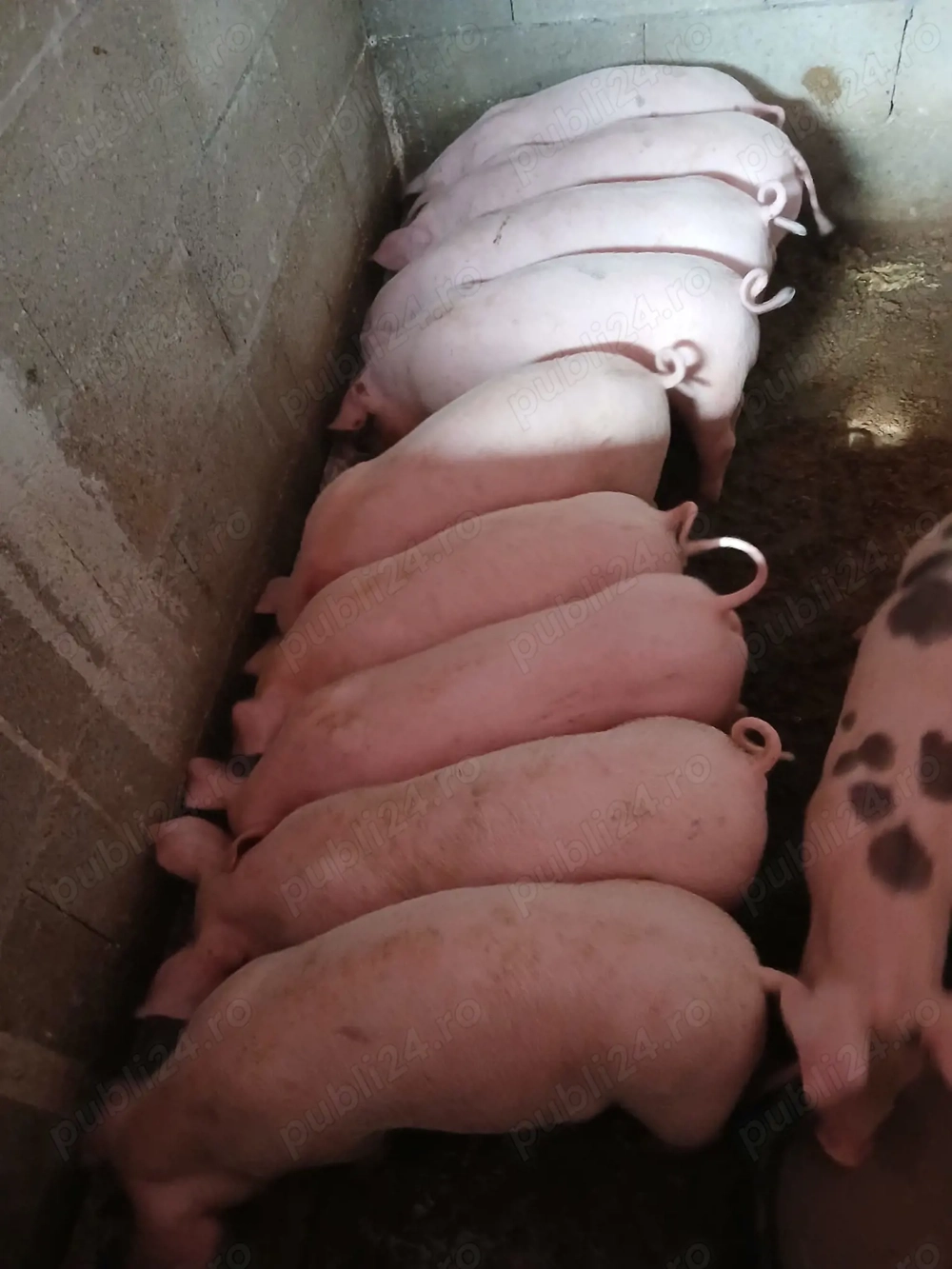 Porci de carne românești 