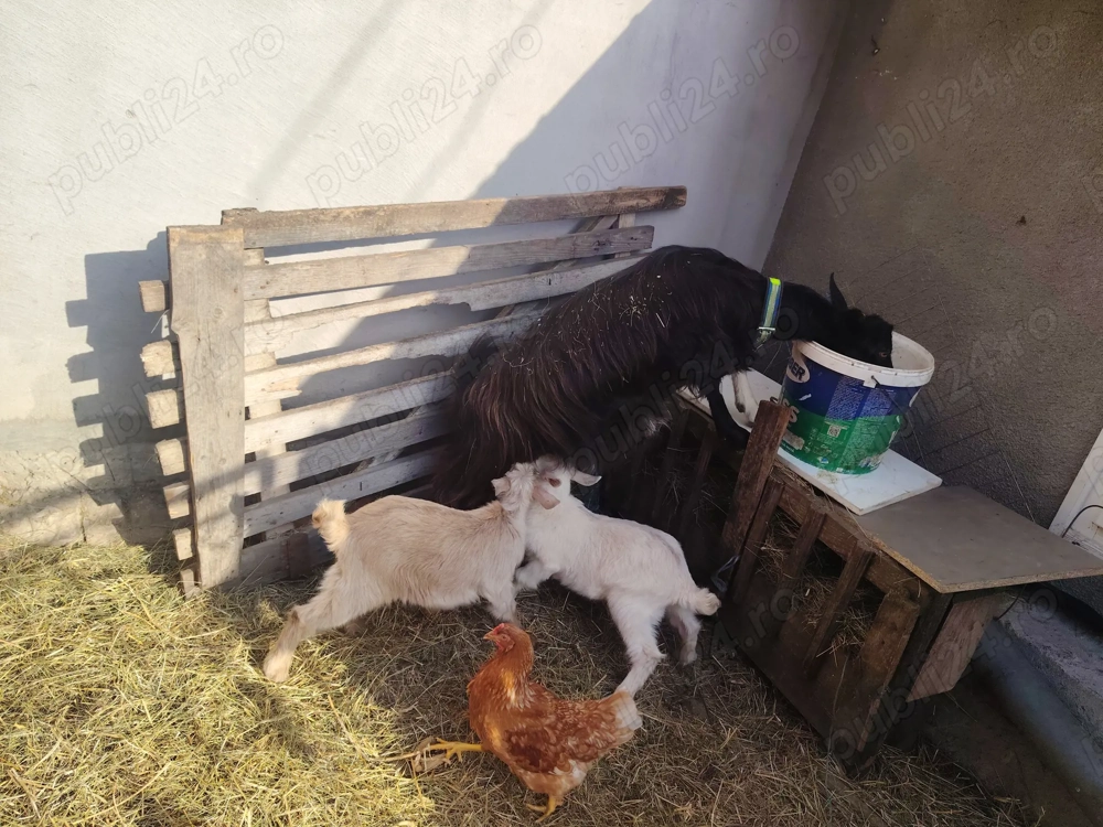 Vind 2 capre una pentru tăiat