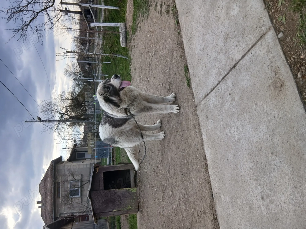 Vând câine ciobănesc de bucovina