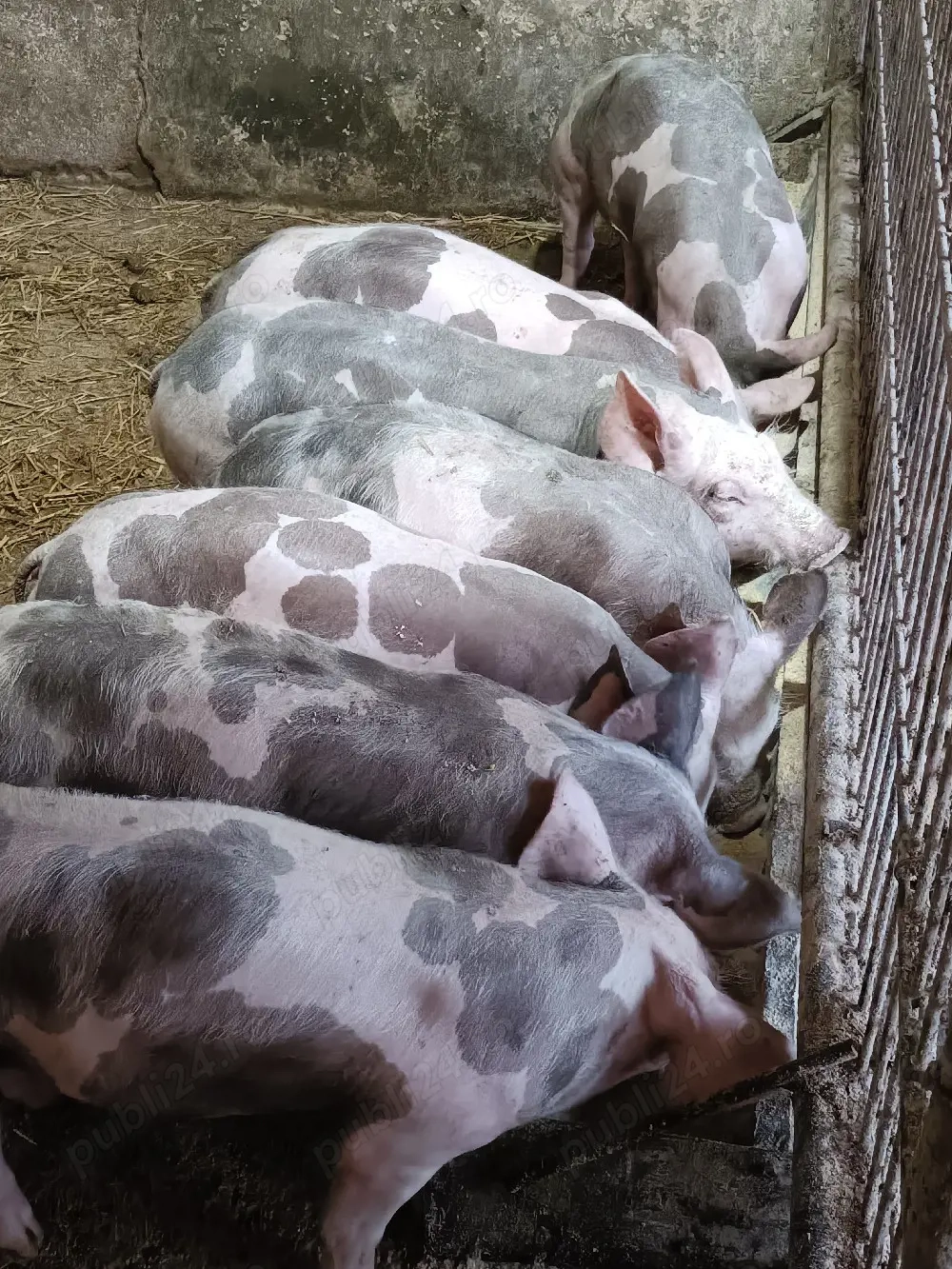 Vand purcei pietrain 