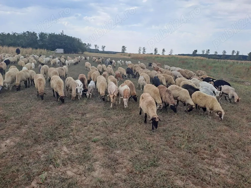 De vânzare Oi și Capre tot ce se vede miei și Iezi 