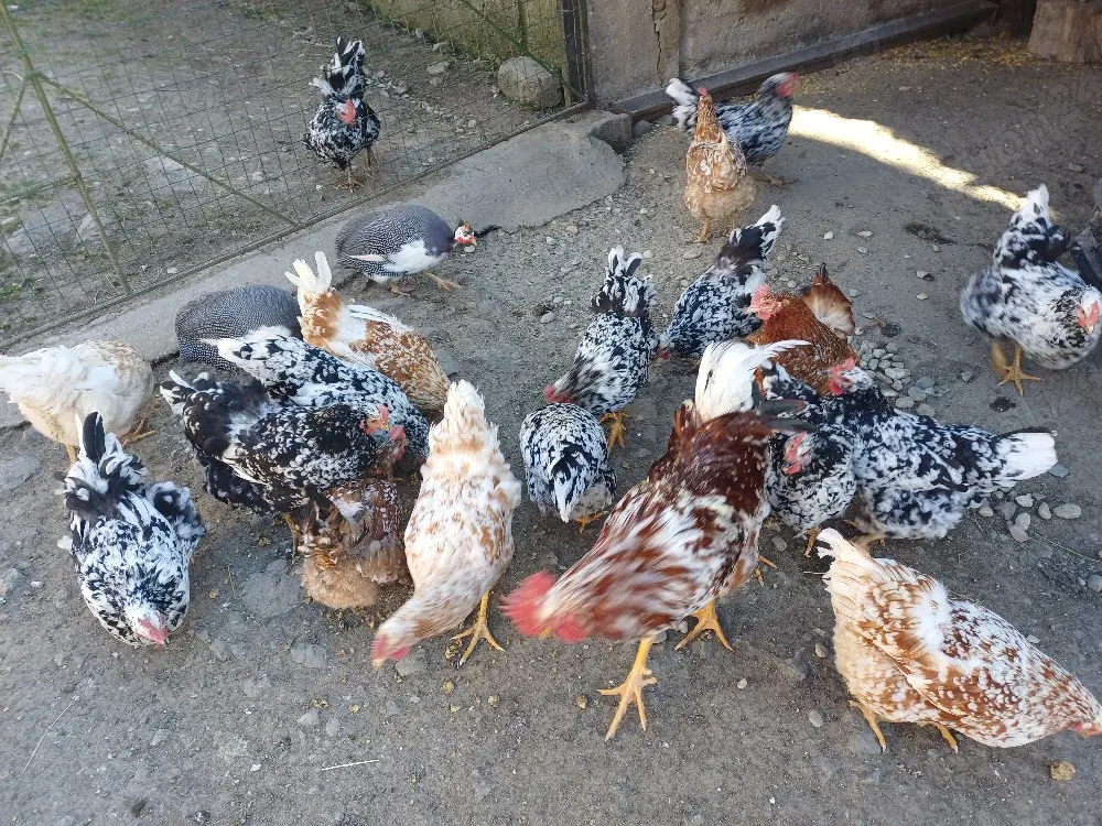 vând oua pita pinta rose si tarcatee