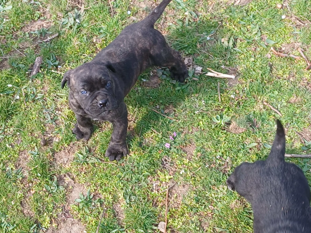 Cățeluș, care îsi caută stăpân 