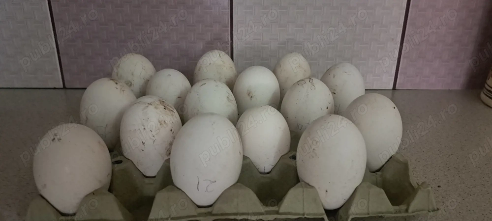 Oua de gasca sau gaina pentru incubat de vanzare