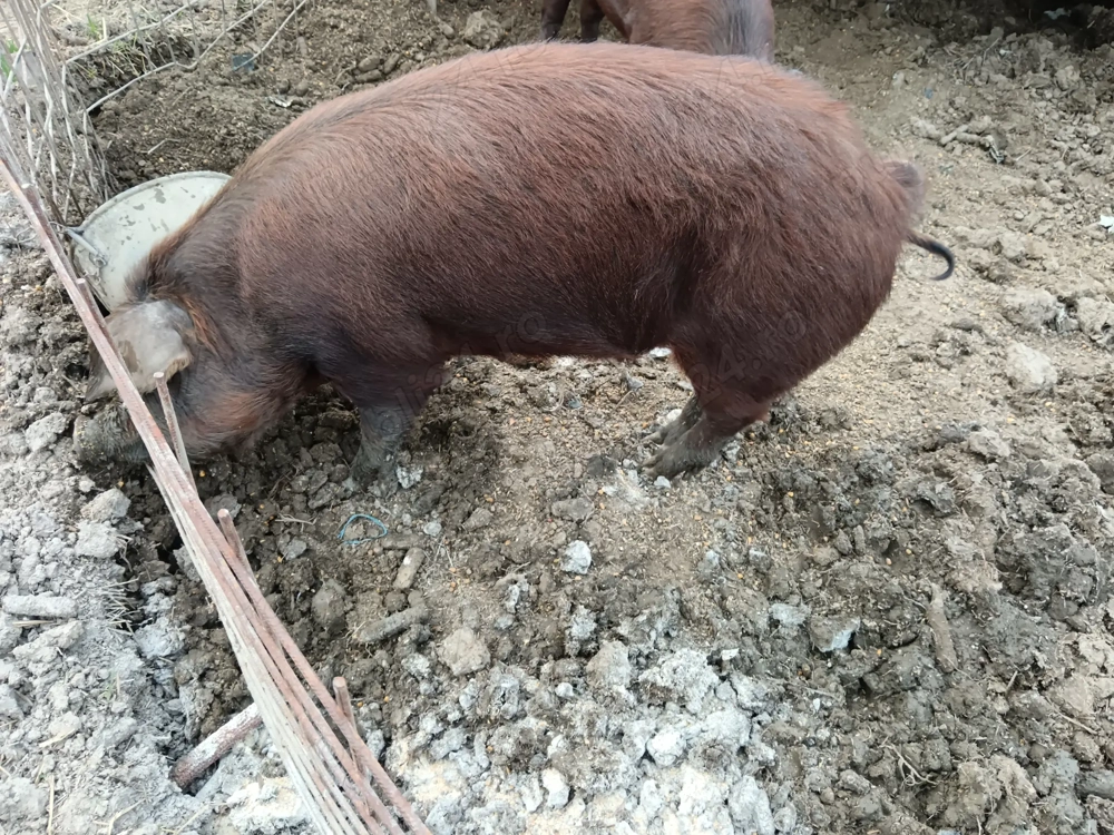 Porc duroc 130 kg