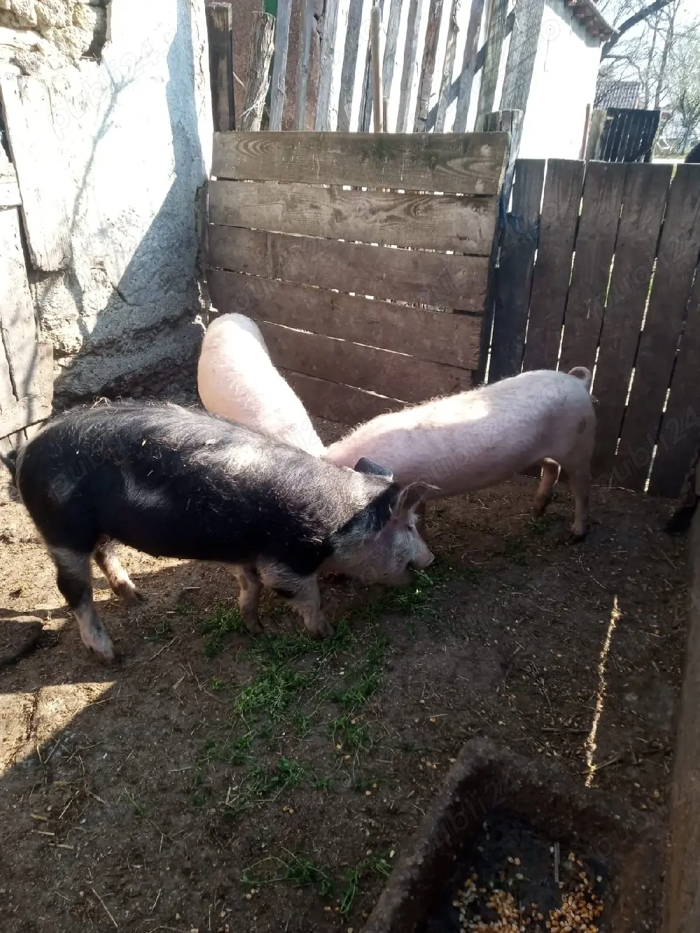 Grasuni aproximativ 50 kg