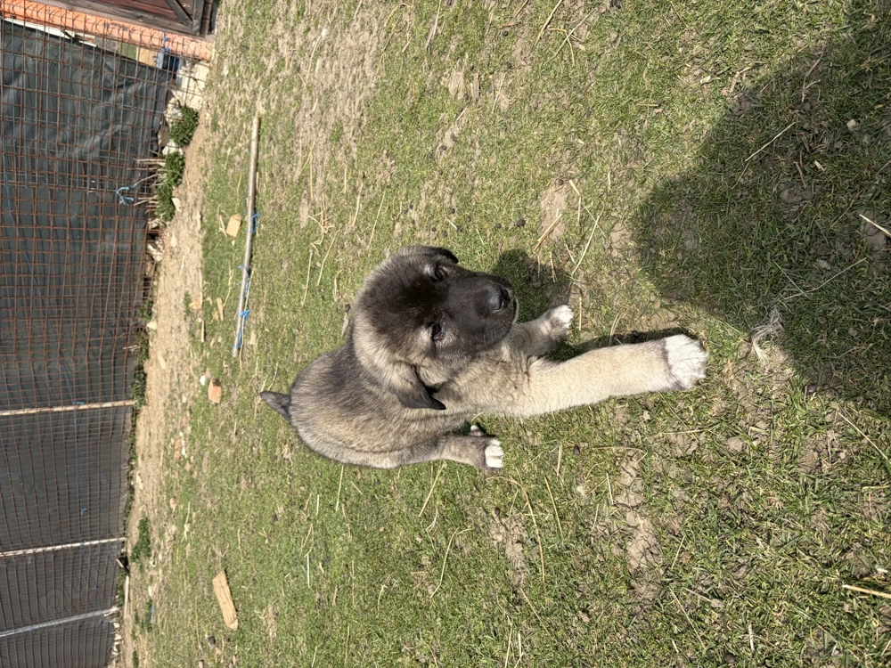 Vând cățel Kangal Turcesc 