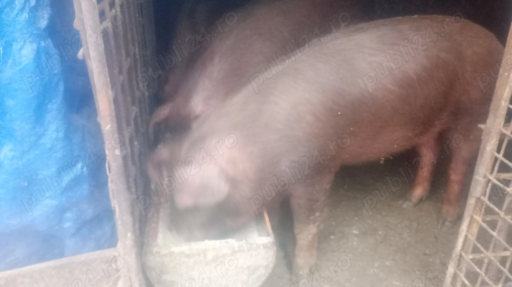 Vînd două scrofițe duroc,au circa 85 ,90 kg