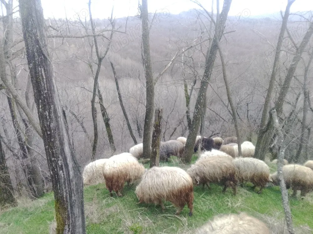  Vind 20 oi tinere cu miei 