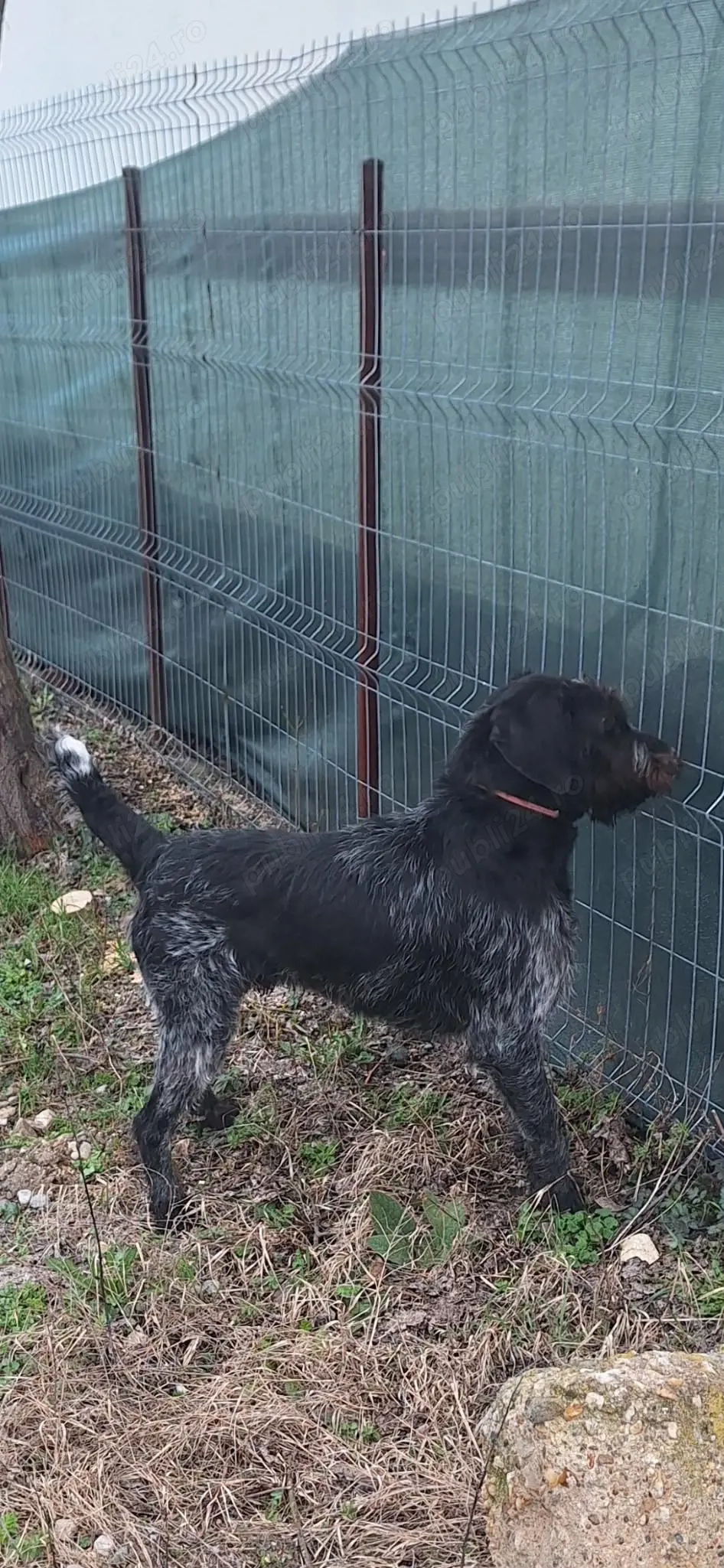 Vand catel brac german