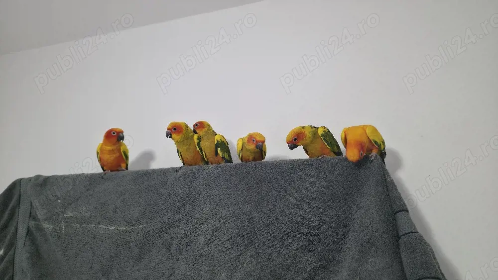 papagali SunConure 