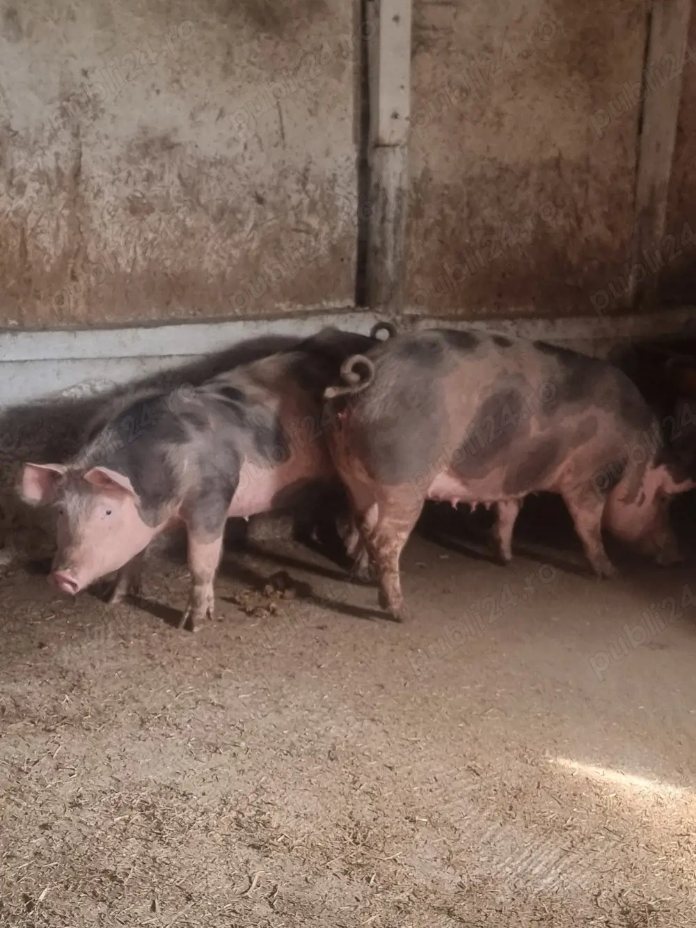 vand porci 10 lei kg  cefa bihor 