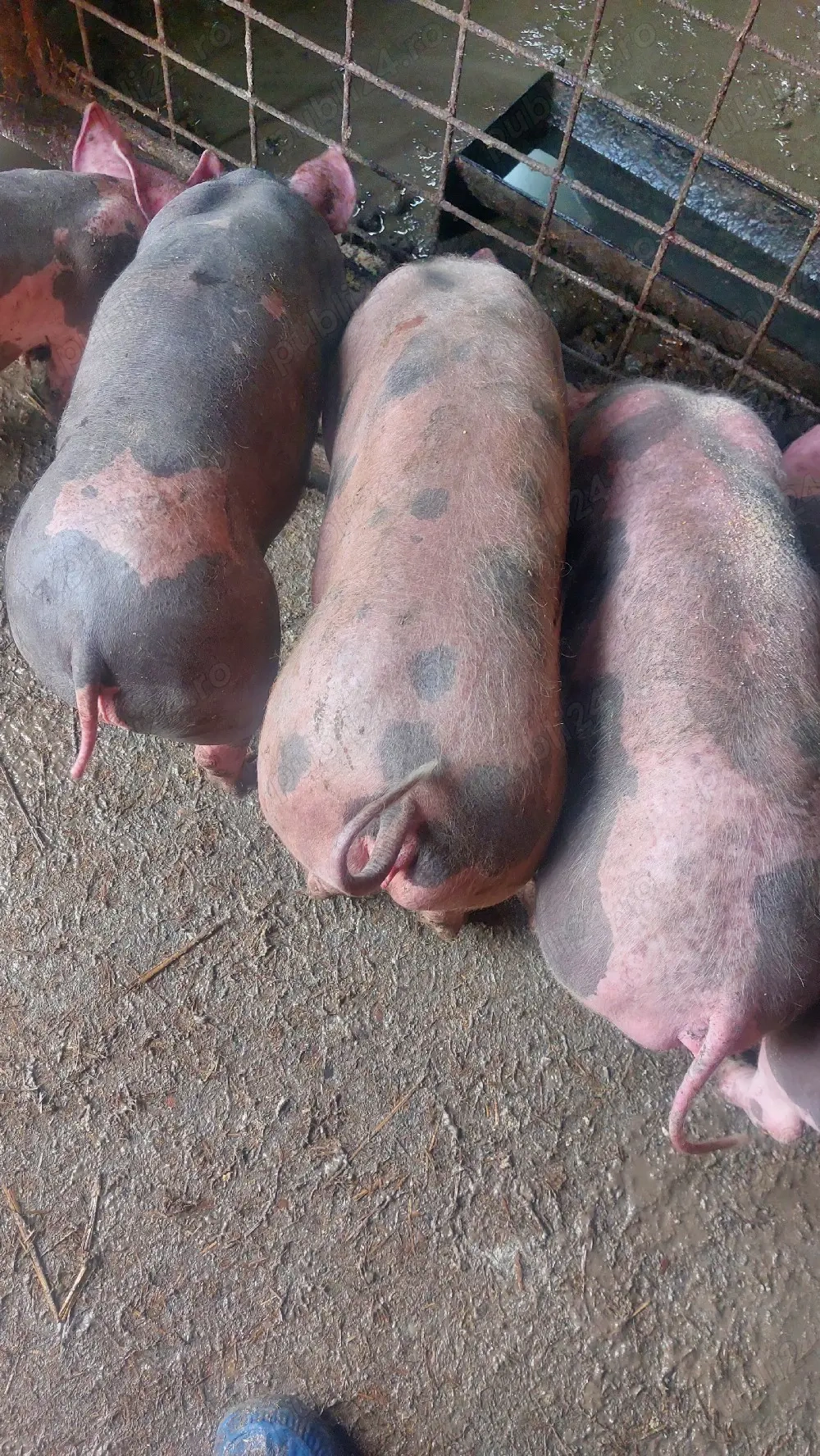 4 soldani (2 baieti,2 fetite)