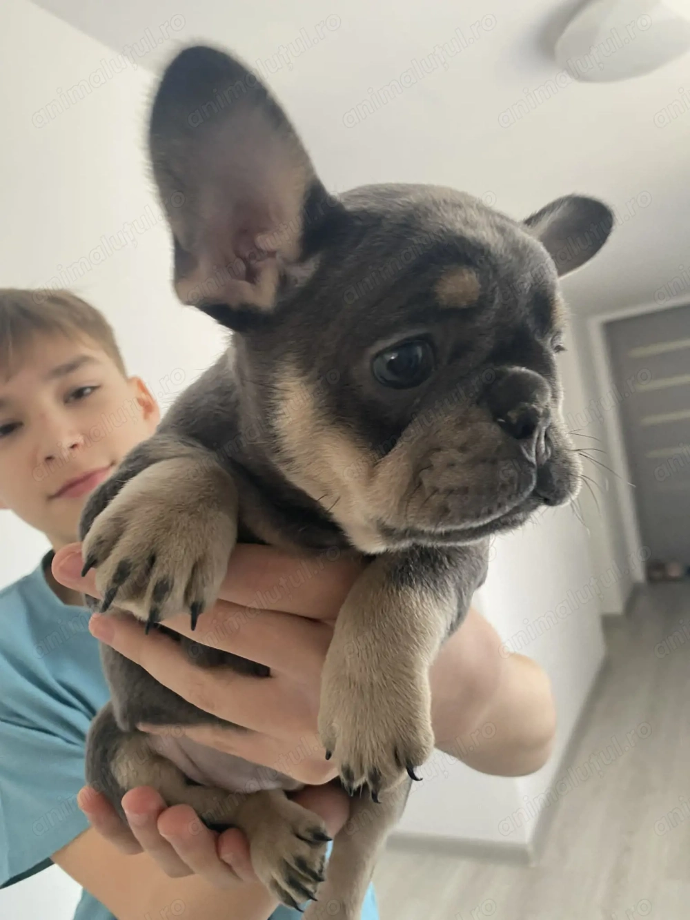 Cățelușă bulldog francez de vânzare superbă 