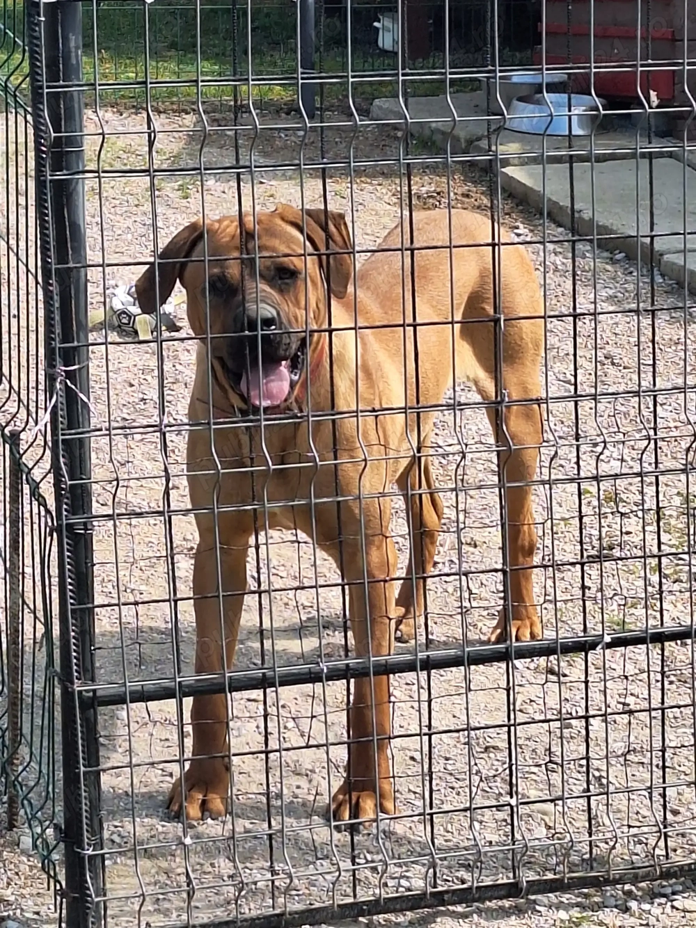 Mascul Tosa Inu 1 an