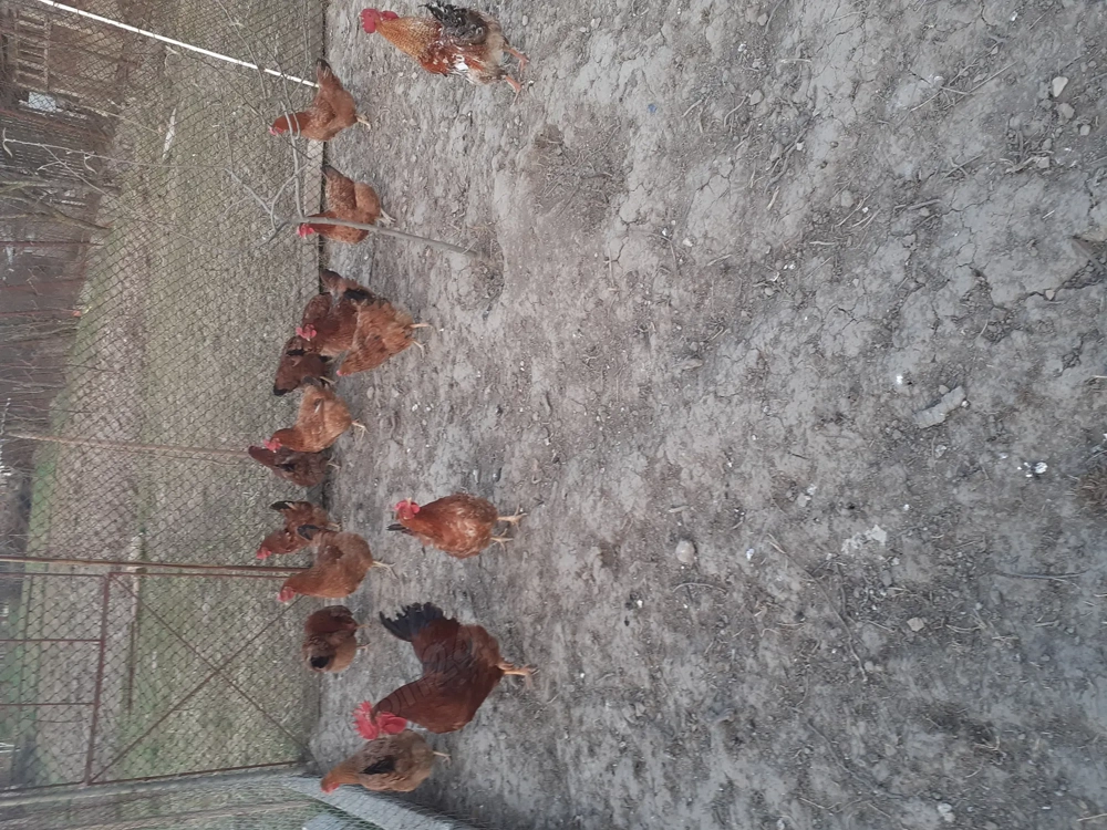 Vand oua pentru incubat . consum.