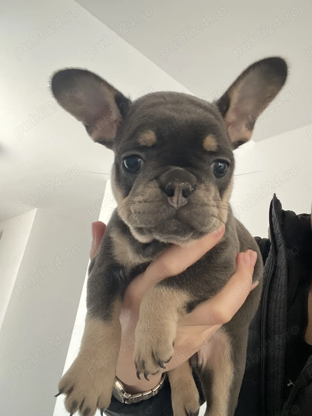 Cățelușa bulldog francez de vânzare 