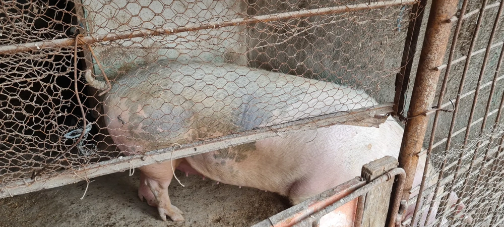 Porc pentru sacrificat 250+