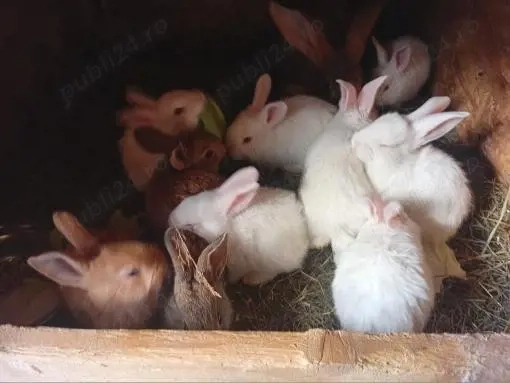 Vand iepuri hycole francez 