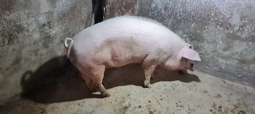 Porci pentru sacrificat 170-250